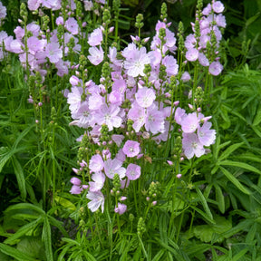 Sidalcée Little Princess - Willemse