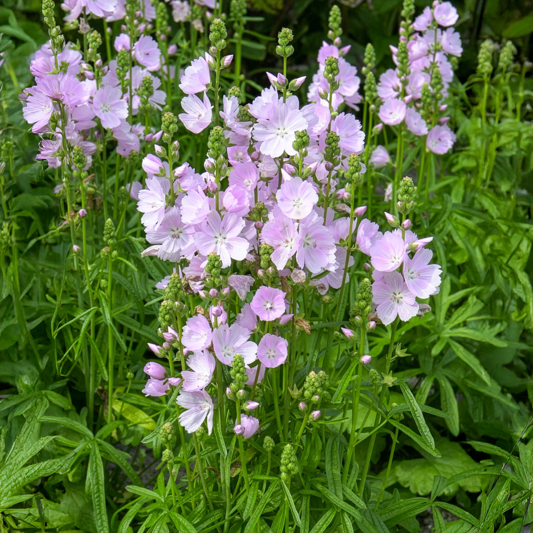 Sidalcea Little Princess - Sidalcée Little Princess - Sidalcea
