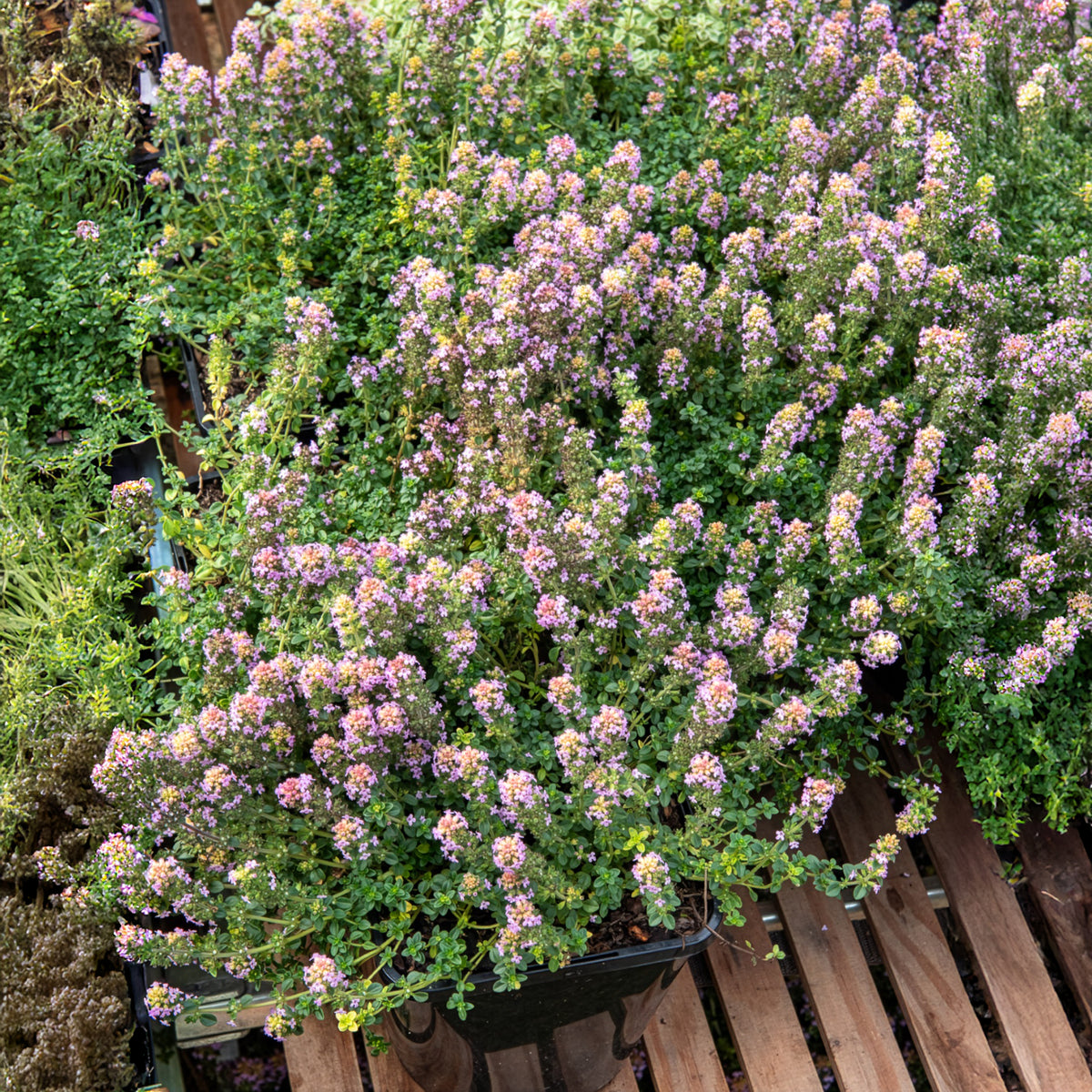 Thym serpolet Elfin - Willemse