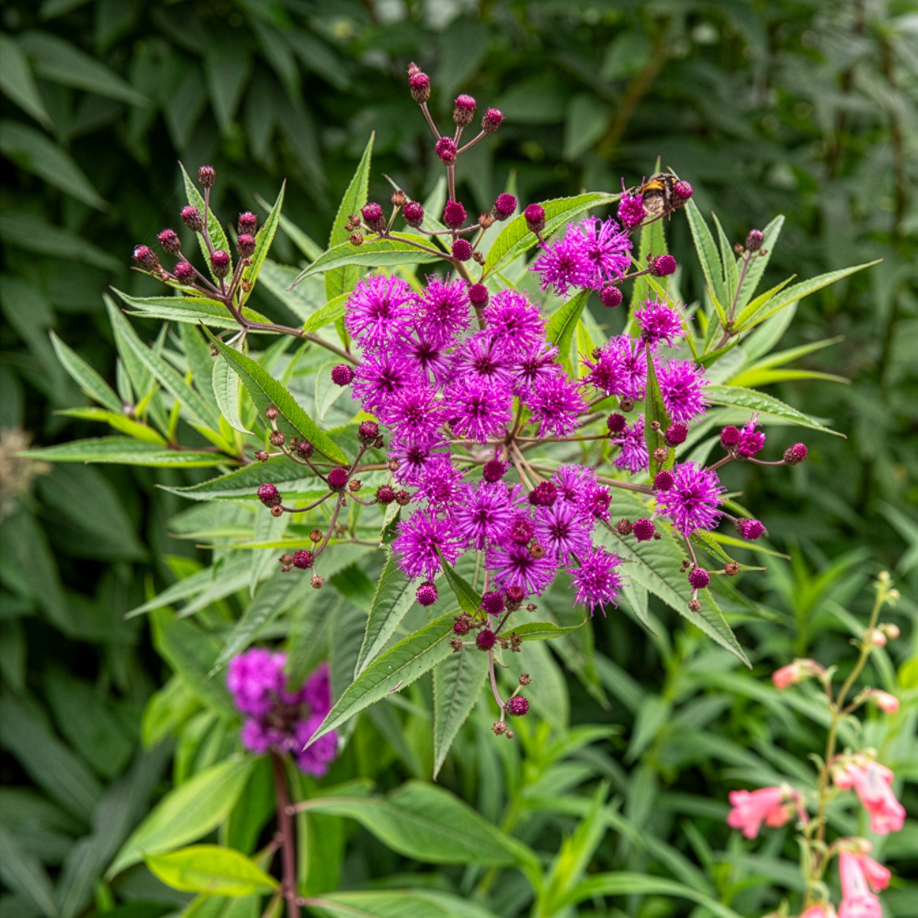 Vernonie - Vernonie - Vernonia crinita
