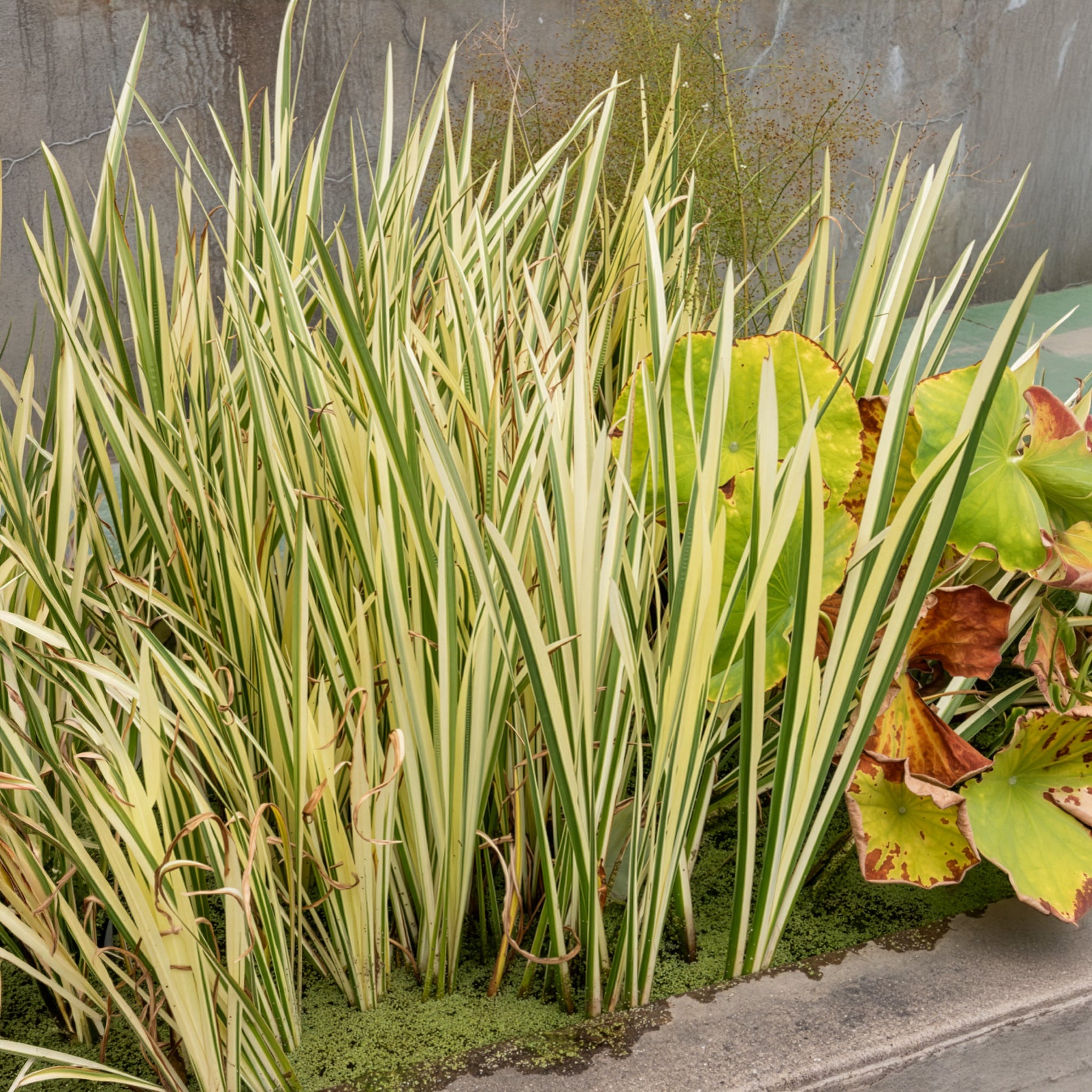Acore - Acore odorant panaché - Acorus calamus variegatus