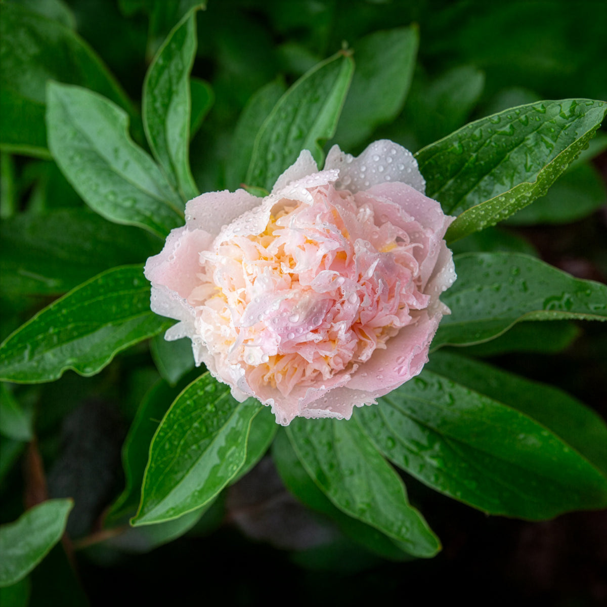 Pivoine lactiflora Fleur de Pêcher - Willemse