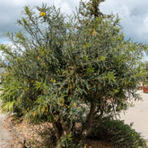 Sophora à petites feuilles 'Sun King' - Willemse