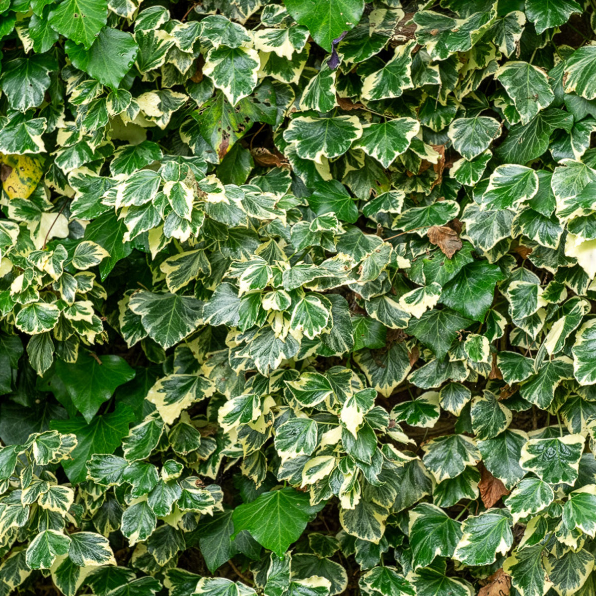 Lierre couvre-sol d'Alger - Willemse