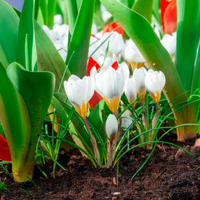 Crocus Ard Schenk - 10 Crocus Ard Schenk - Crocus