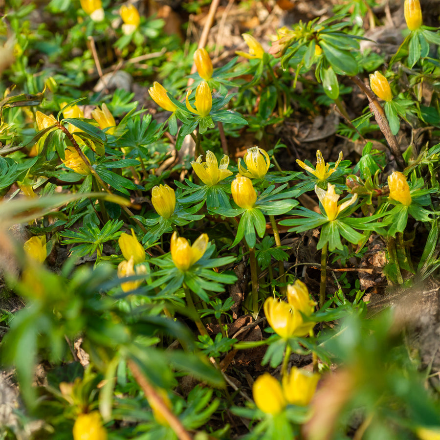 10 Helléborines - Bulbes à floraison printanière - Willemse