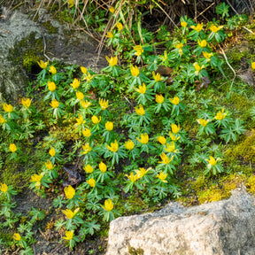 Vente Bulbes à floraison printanière - 10 Helléborines