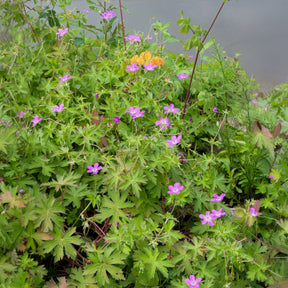 Geranium palustre - Géraniums des marais - Plantes de berges