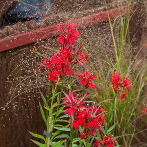 Lobelia - Lobelia cardinale - Lobelia cardinalis