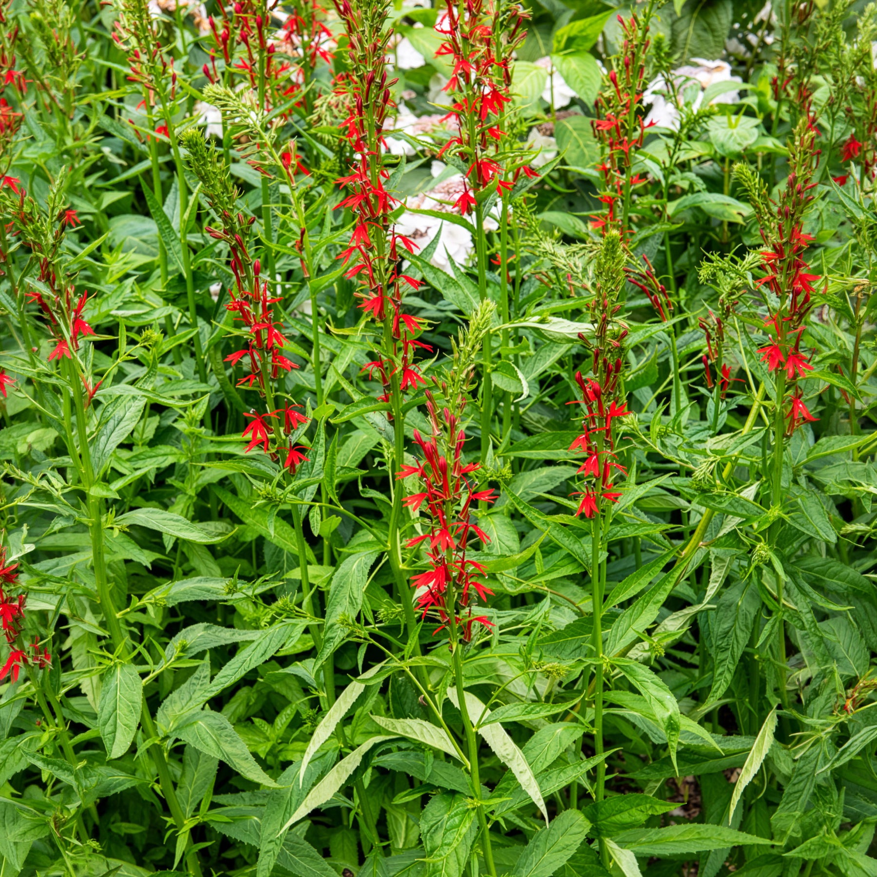 Lobelia cardinale - Willemse