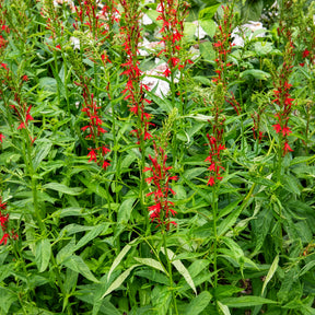 Lobelia cardinale - Willemse
