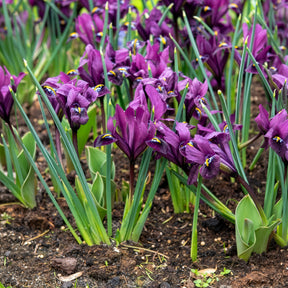 25 Iris Fraternal Twins en mélange - Willemse