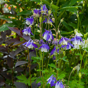 3 Ancolies Blue Star - Aquilegia blue star - Willemse