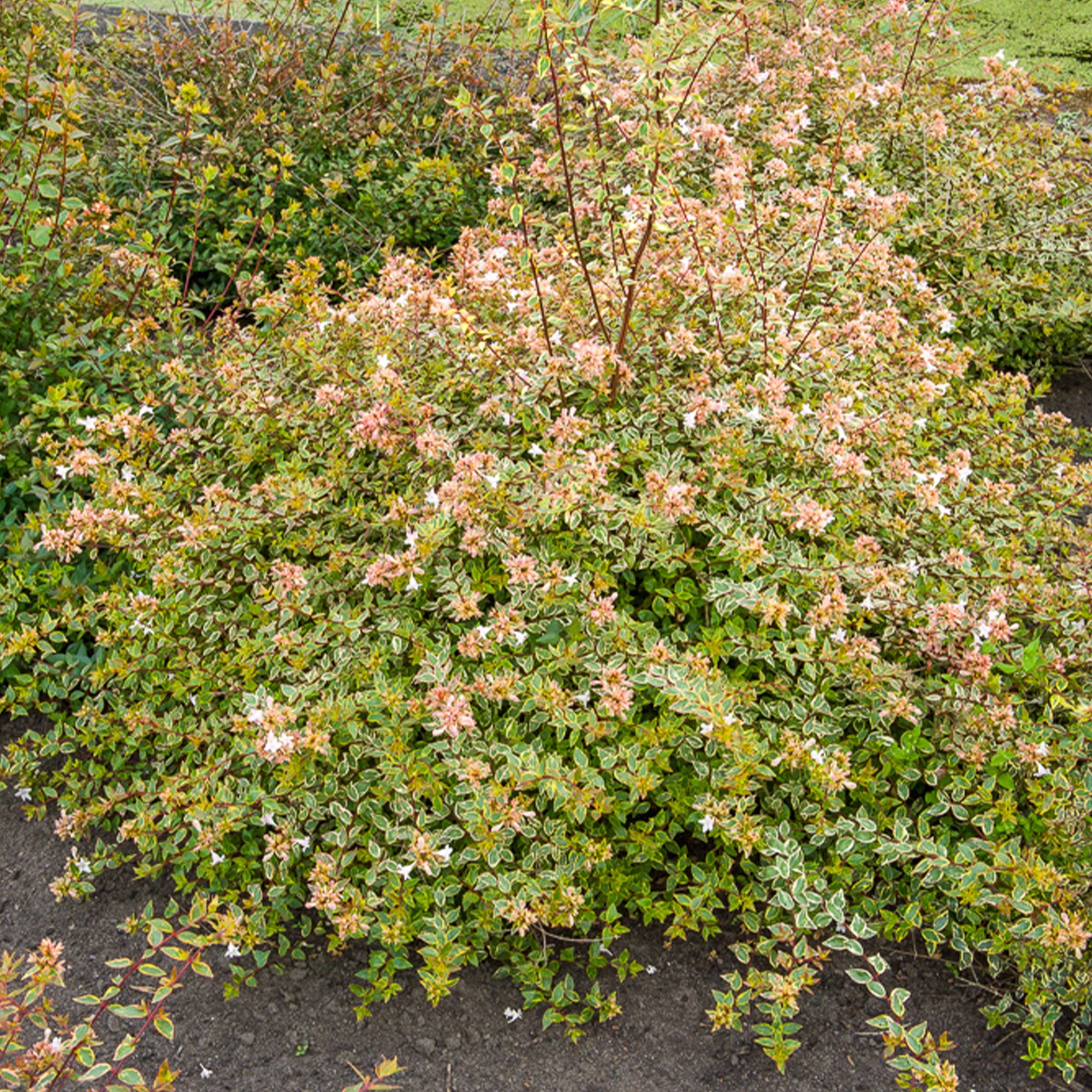 Abélia à grandes fleurs Sunshine Daydream® - Abelia grandiflora ...
