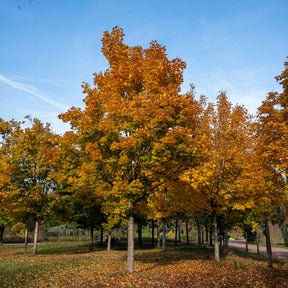 Vente Erable plane - Acer platanoides