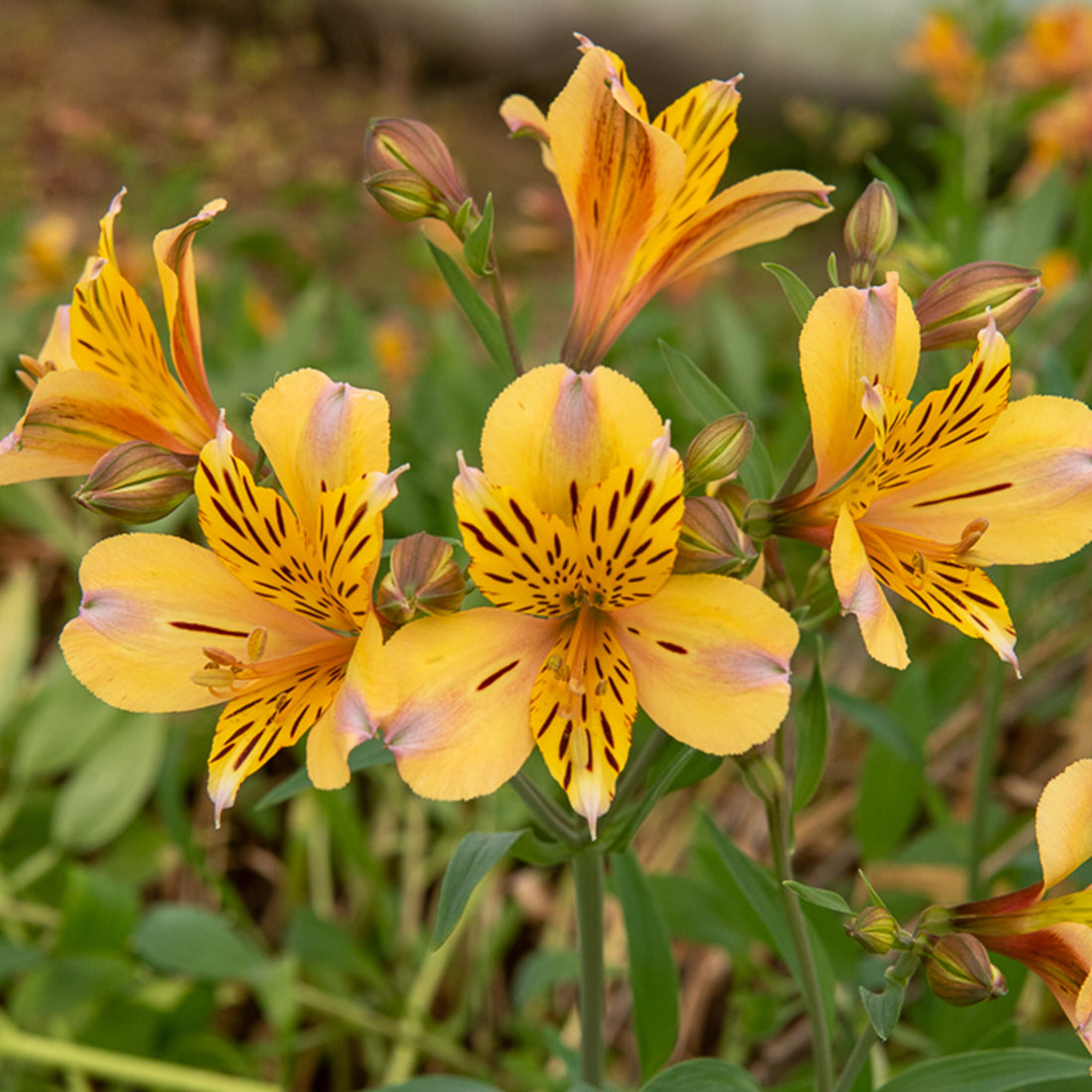 Bulbes de alstroemère pour floraison durable | Willemse