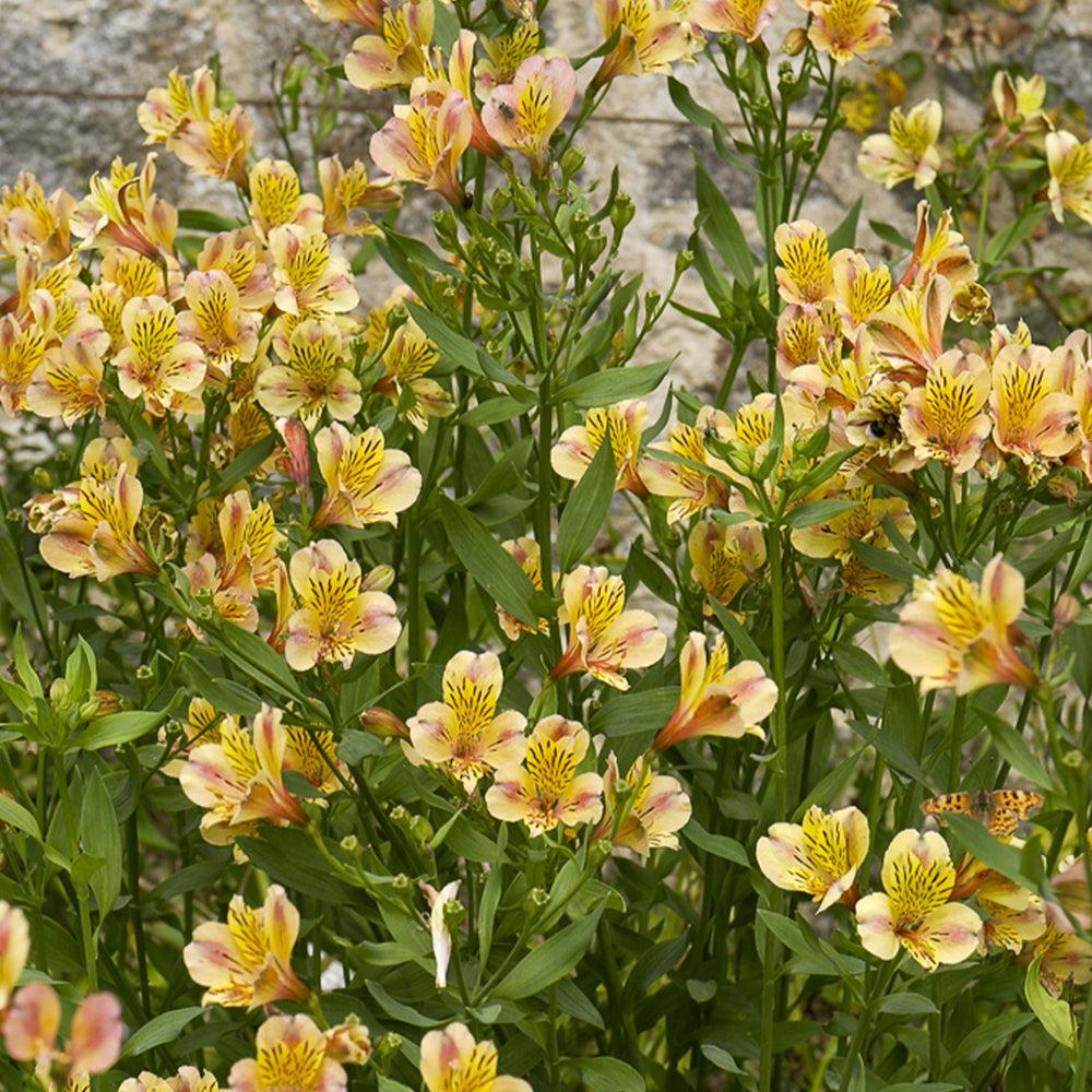 Alstroemère - Alstroemeria | Achat, Vente en ligne - Willemse