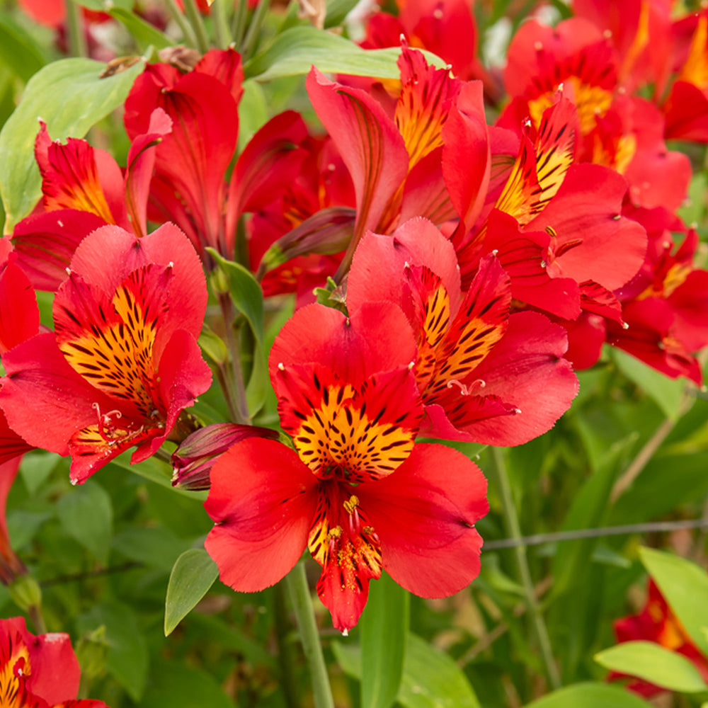 Bulbes de alstroemère pour floraison durable | Willemse