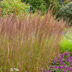Calamagrostis - Calamagrostide érigée Karl Foester - Calamagrostis x acutiflora Karl Foerster