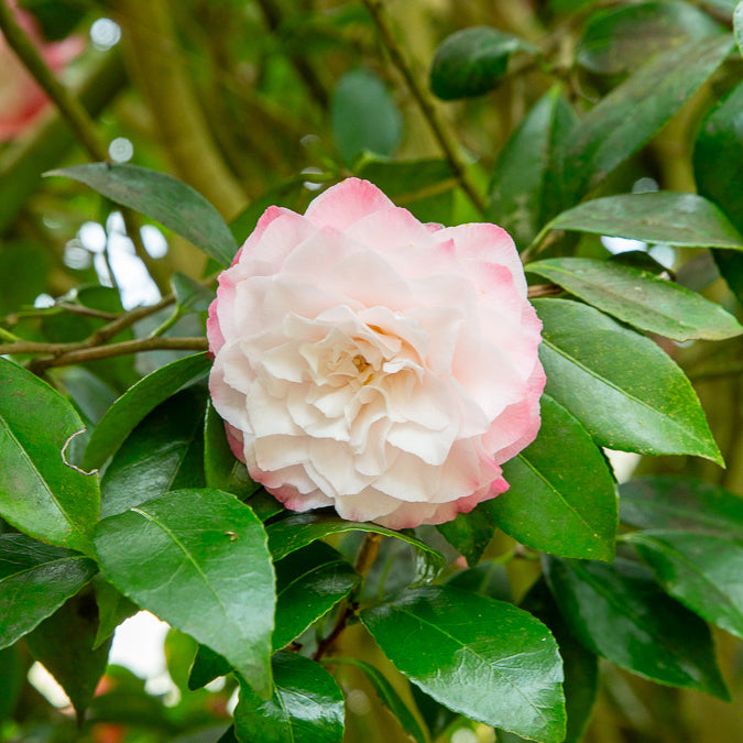 2x Camellia Japonica 'Black Lace' - Rosier Du Japon Persistant - Pot ⌀15 Cm, Hauteur 30-35 Cm - Pour Jardin Ou Terrasse - 3