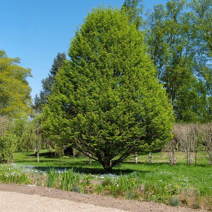 Charme Fastigi Carpinus Betulus Fastigiata charme-fastigi-carpinus-betulus-fastigiata