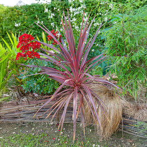 Cordyline australis Pink Passion® - Cordyline australis Pink Passion® - Cordyline
