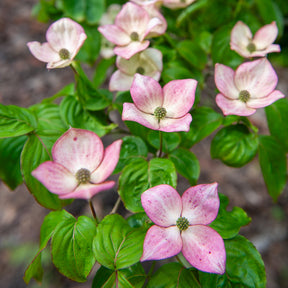 Cornus kousa Satomi - Cornouiller du Japon Satomi - Cornouillers
