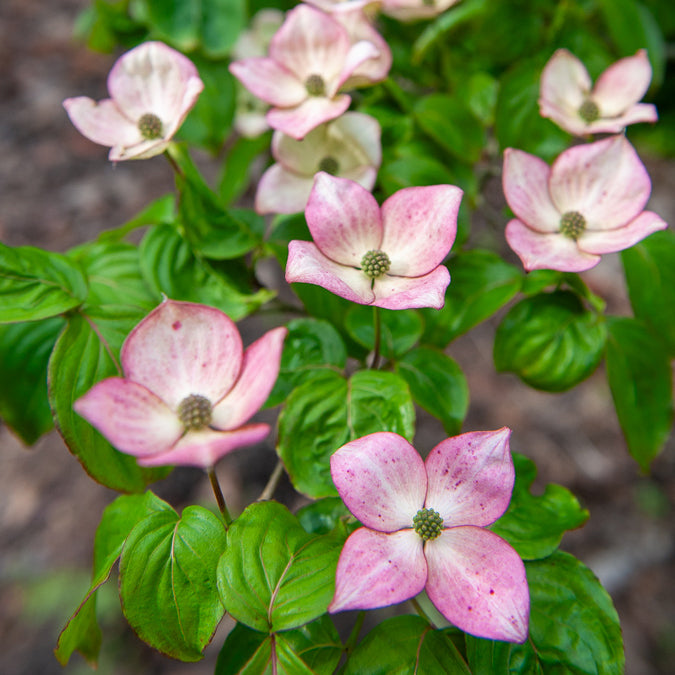 Cornus kousa Satomi - Cornouiller du Japon Satomi - Cornouillers