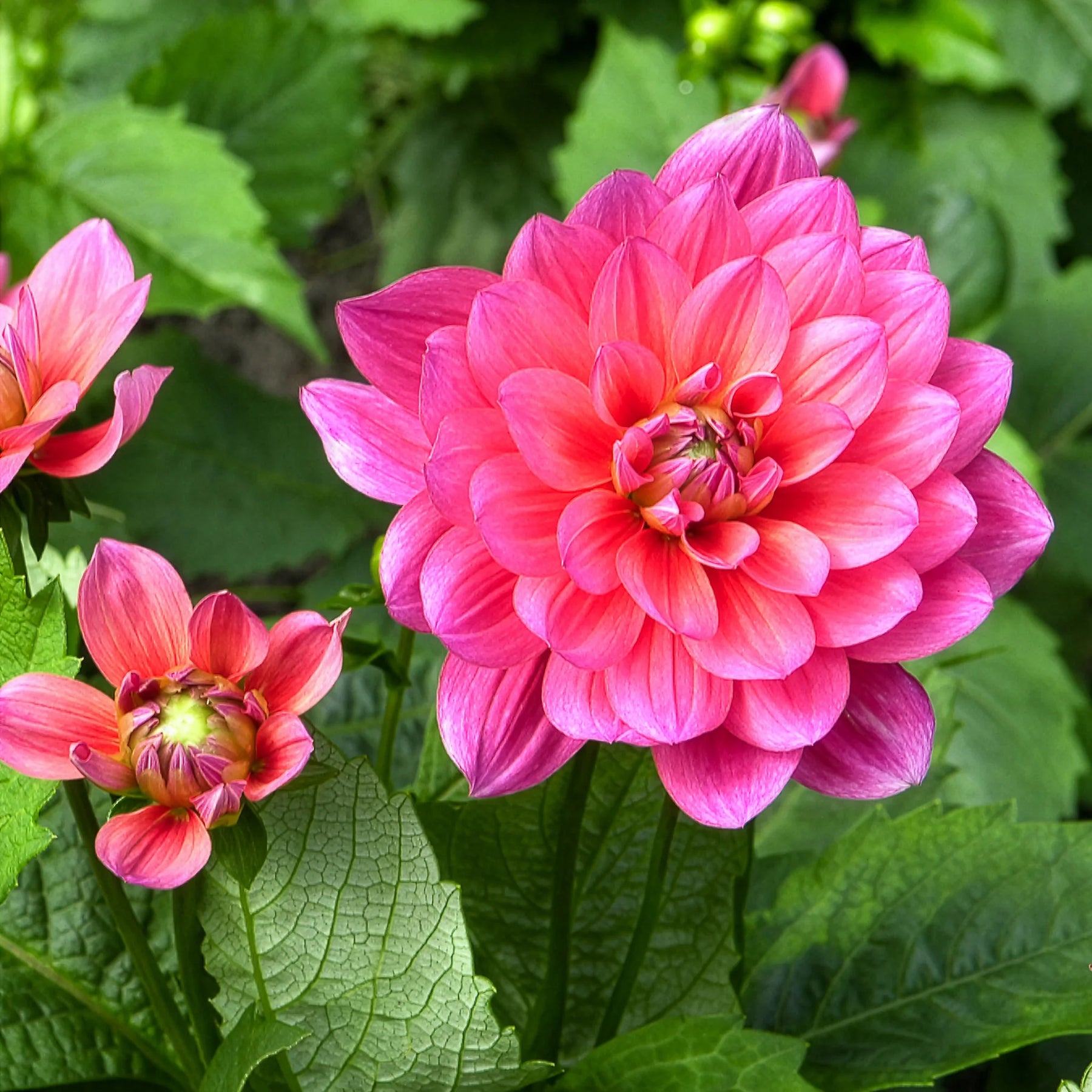 Dahlia - Dahlia nain Berliner Kleene - Dahlia Berliner Kleene
