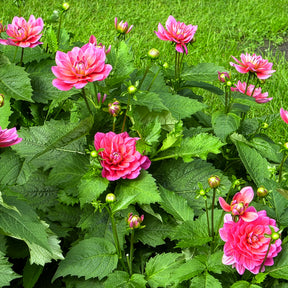 Dahlia Berliner Kleene - Dahlia nain Berliner Kleene - Dahlia