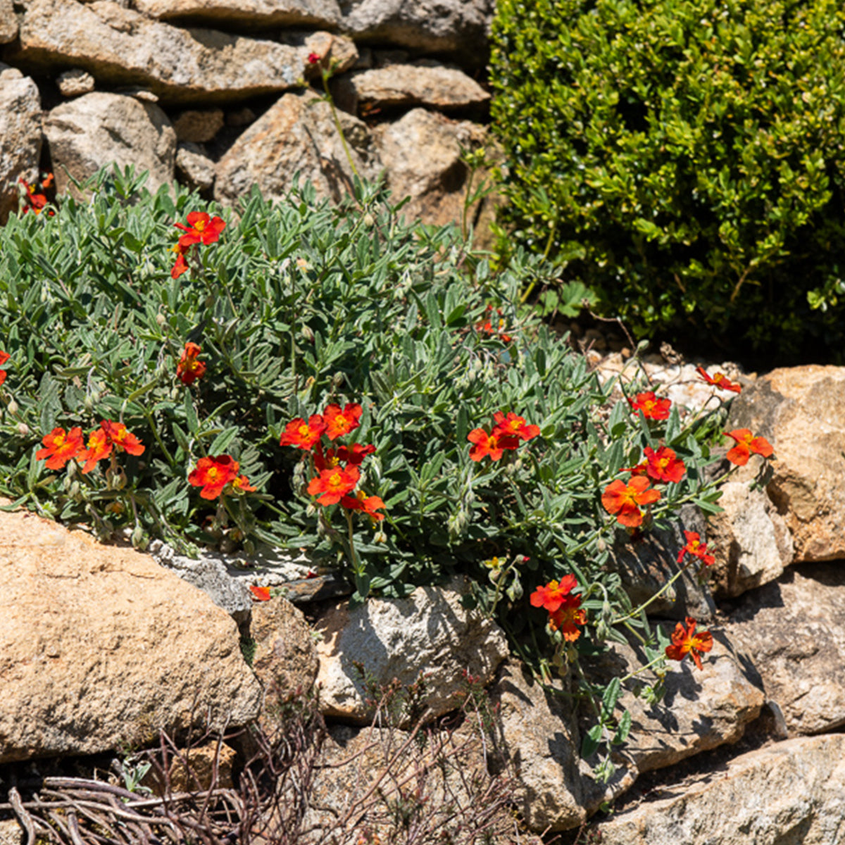 Hélianthème Tomato Red - Willemse