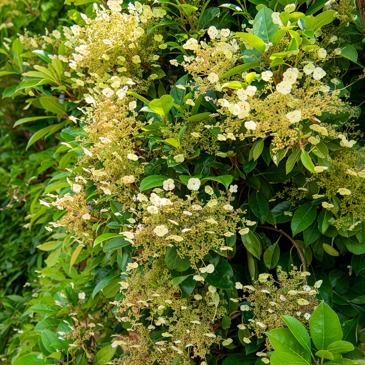Hortensia grimpant et persistant - Willemse