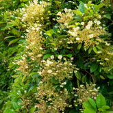 Hortensia grimpant et persistant - Willemse