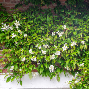 Hortensia grimpant et persistant - Hydrangea seemanii - Willemse