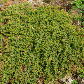 Arbustes couvre-sol - Genévrier rampant Nana - Juniperus procumbens Nana