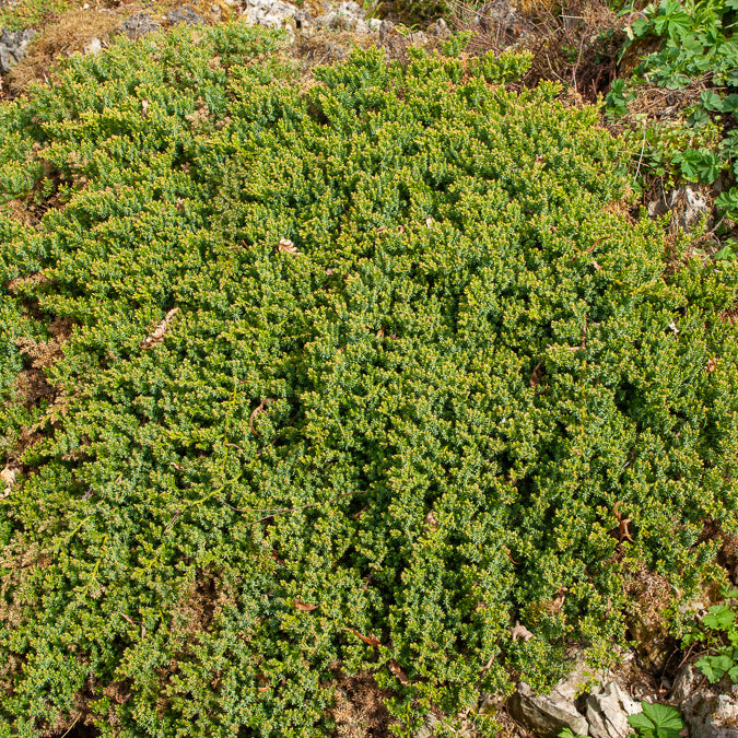 Arbustes couvre-sol - Genévrier rampant Nana - Juniperus procumbens Nana