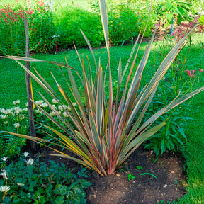 Phormium Rainbow Queen - Lin de Nouvelle-Zélande - Phormium tenax Rainbow Queen - Willemse