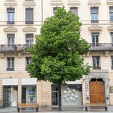 Tilleul de Crimée  Euchlora - Willemse