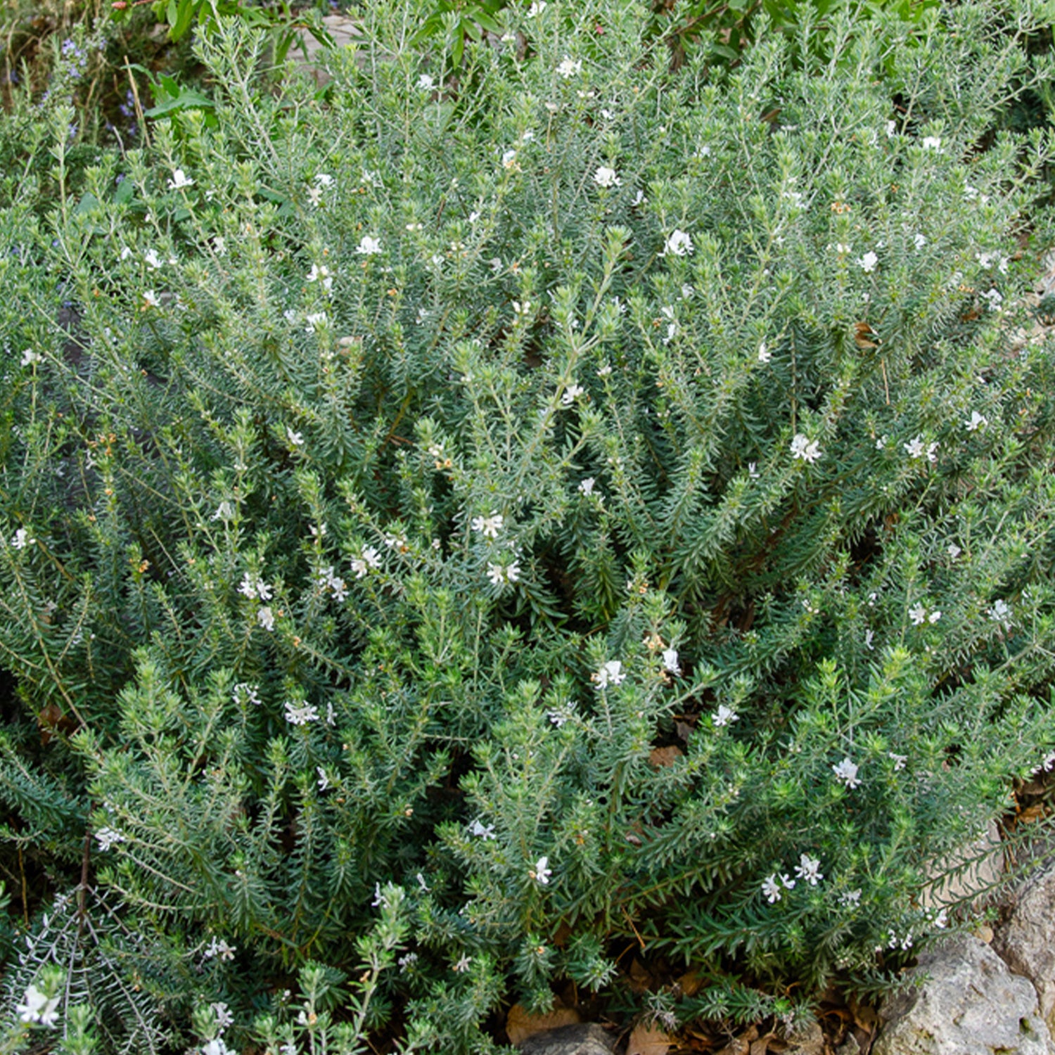 Romarin d'Australie - Westringia fruticosa