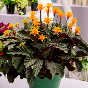 Calathea - Calathéa crocata - Calathea crocata