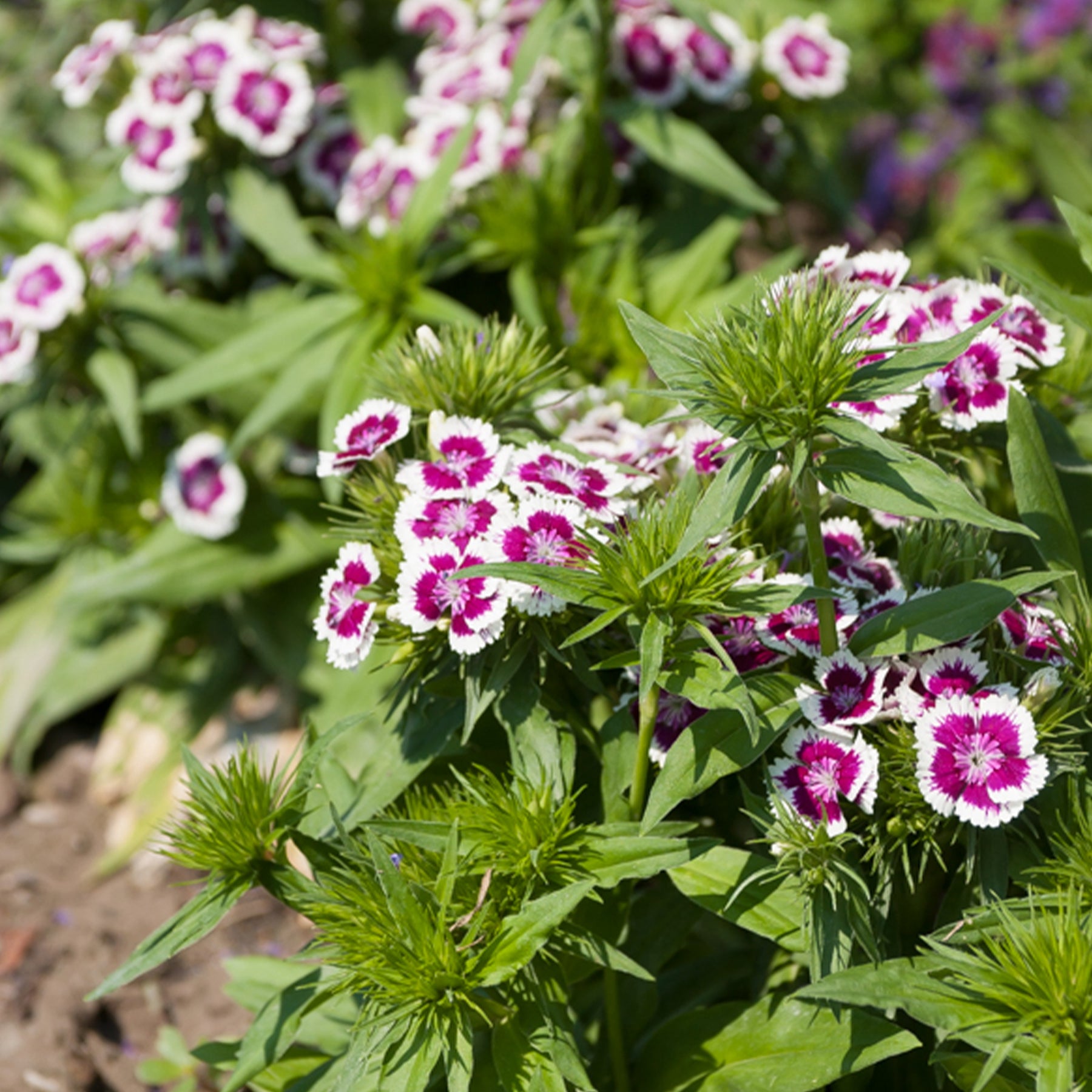 Dianthus barbatus Barbarini Purple Picotee - Œillet de poète Barbarini Purple Picotee - Œillets