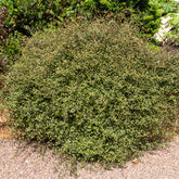 Muehlenbeckia complexa - Willemse