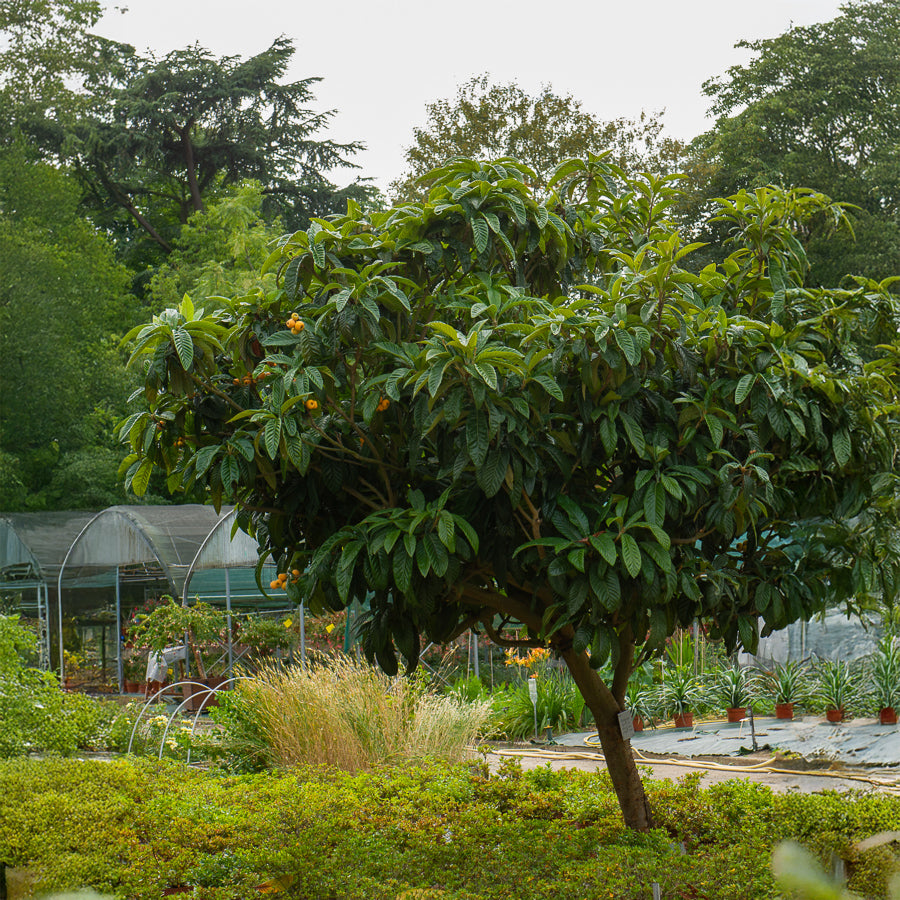 Néflier du Japon, fruitier persistant facile | Willemse