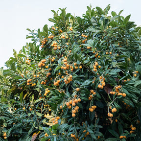 Vente Néflier du Japon