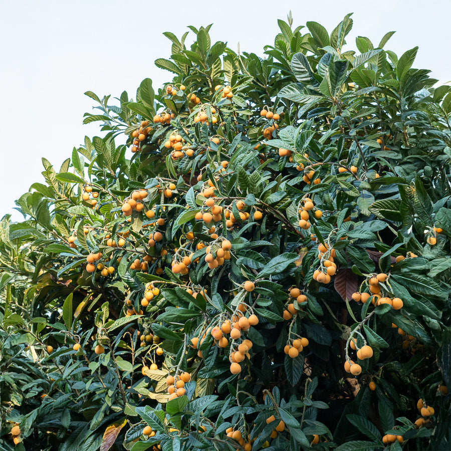 Vente Néflier du Japon