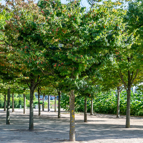 Orme de Sibérie - Zelkova serrata - Zelkova serrata - Willemse