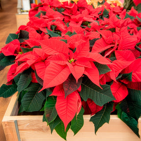 Vente Poinsettia Rouge - Euphorbia pulcherrima red
