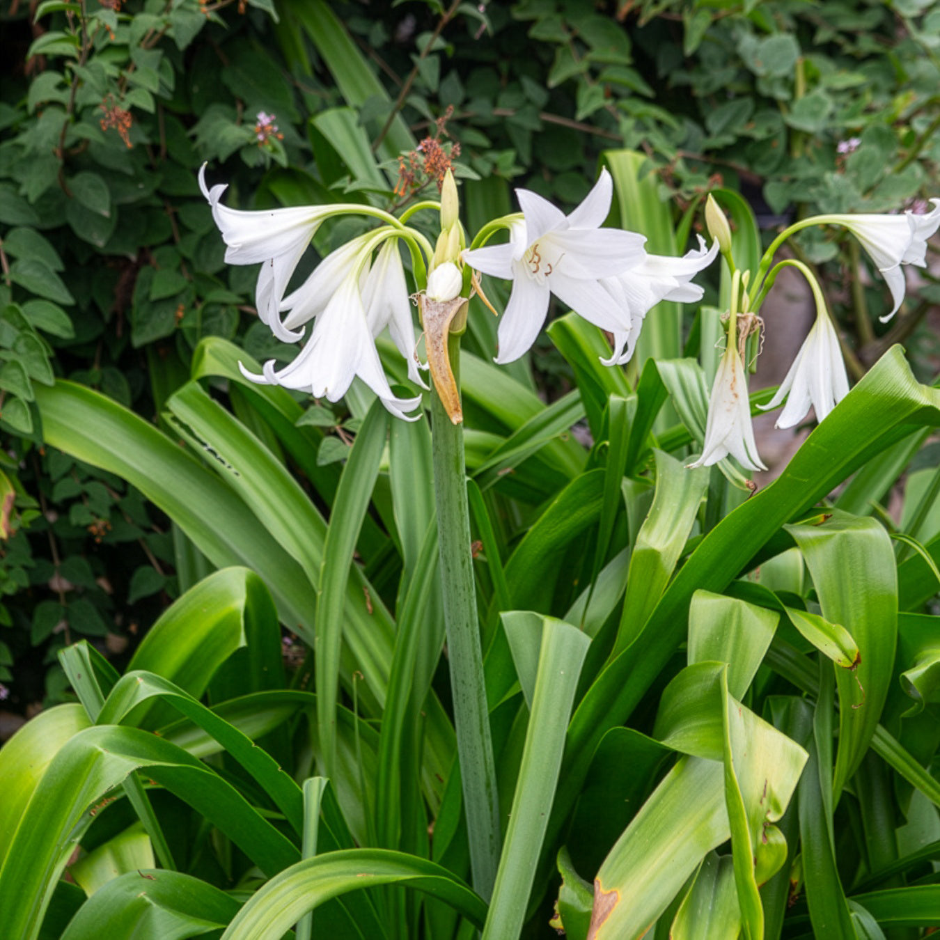 Crinum powellii Album - Crinole blanc - Bulbes à floraison estivale
