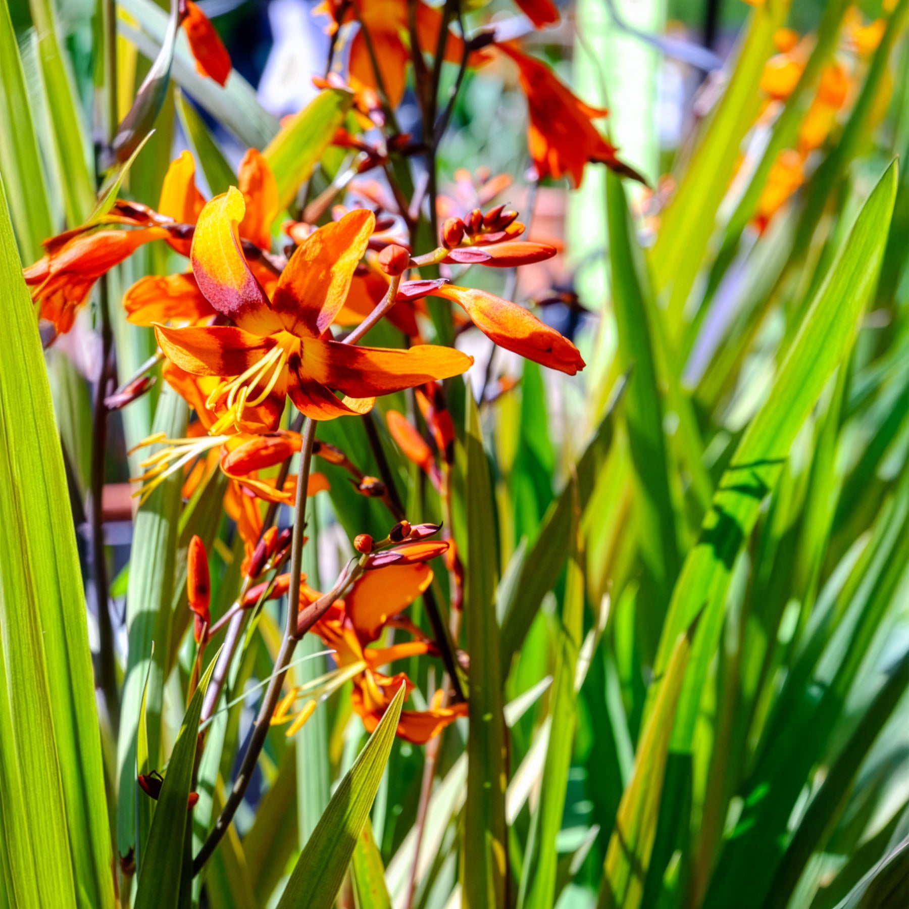 Crocosmia Emily Mckenzie - Crocosmias Emily Mckenzie - Crocosmia