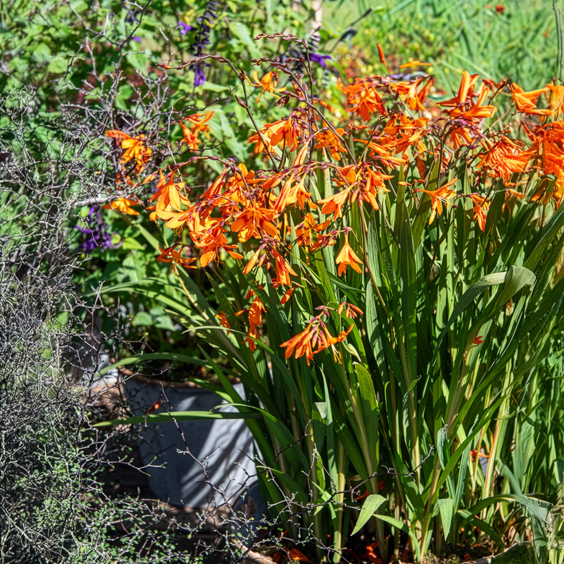 Crocosmias Emily Mckenzie - Willemse